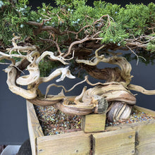 Lade das Bild in den Galerie-Viewer, Sabina Wacholder / Juniperus sabina
