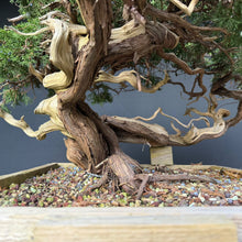 Lade das Bild in den Galerie-Viewer, Sabina Wacholder / Juniperus sabina
