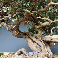Lade das Bild in den Galerie-Viewer, Sabina Wacholder / Juniperus sabina
