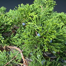Lade das Bild in den Galerie-Viewer, Sabina Wacholder / Juniperus sabina
