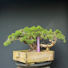 Lade das Bild in den Galerie-Viewer, Sabina Wacholder / Juniperus sabina
