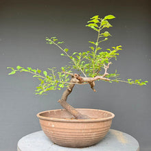 Lade das Bild in den Galerie-Viewer, Schlehe / Prunus spinosa
