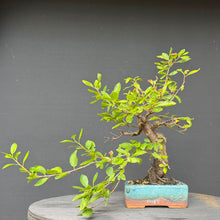 Lade das Bild in den Galerie-Viewer, Schlehe / Prunus spinosa
