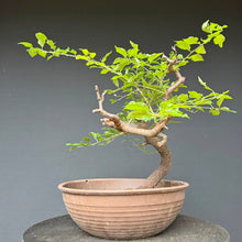 Lade das Bild in den Galerie-Viewer, Schlehe / Prunus spinosa
