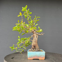 Lade das Bild in den Galerie-Viewer, Schlehe / Prunus spinosa
