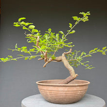 Lade das Bild in den Galerie-Viewer, Schlehe / Prunus spinosa
