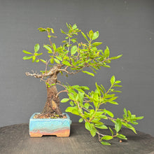 Lade das Bild in den Galerie-Viewer, Schlehe / Prunus spinosa

