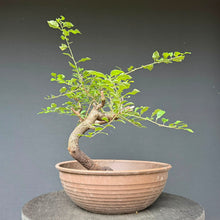 Lade das Bild in den Galerie-Viewer, Schlehe / Prunus spinosa
