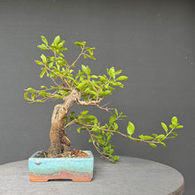 Lade das Bild in den Galerie-Viewer, Schlehe / Prunus spinosa

