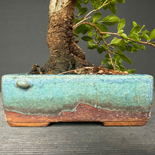 Lade das Bild in den Galerie-Viewer, Schlehe / Prunus spinosa
