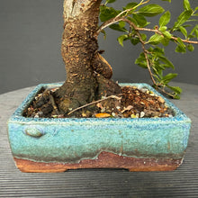 Lade das Bild in den Galerie-Viewer, Schlehe / Prunus spinosa
