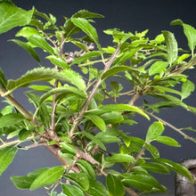 Lade das Bild in den Galerie-Viewer, Schlehe / Prunus spinosa

