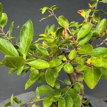 Lade das Bild in den Galerie-Viewer, Schlehe / Prunus spinosa
