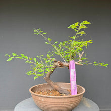 Lade das Bild in den Galerie-Viewer, Schlehe / Prunus spinosa
