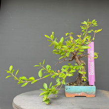 Lade das Bild in den Galerie-Viewer, Schlehe / Prunus spinosa
