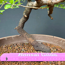 Lade das Bild in den Galerie-Viewer, Schlehe / Prunus spinosa
