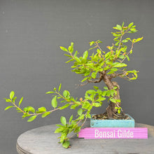Lade das Bild in den Galerie-Viewer, Schlehe / Prunus spinosa
