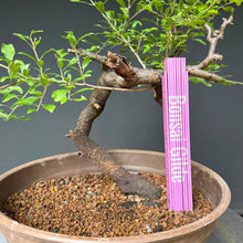 Lade das Bild in den Galerie-Viewer, Schlehe / Prunus spinosa
