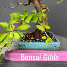 Lade das Bild in den Galerie-Viewer, Schlehe / Prunus spinosa
