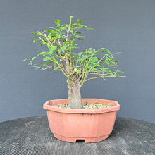 Lade das Bild in den Galerie-Viewer, Bonsai Schlehe / Prunus spinosa
