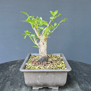 Bonsai Schlehe / Prunus spinosa