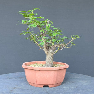 Bonsai Schlehe / Prunus spinosa