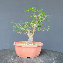 Lade das Bild in den Galerie-Viewer, Bonsai Schlehe / Prunus spinosa
