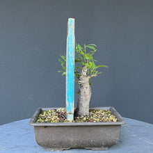 Lade das Bild in den Galerie-Viewer, Bonsai Schlehe / Prunus spinosa
