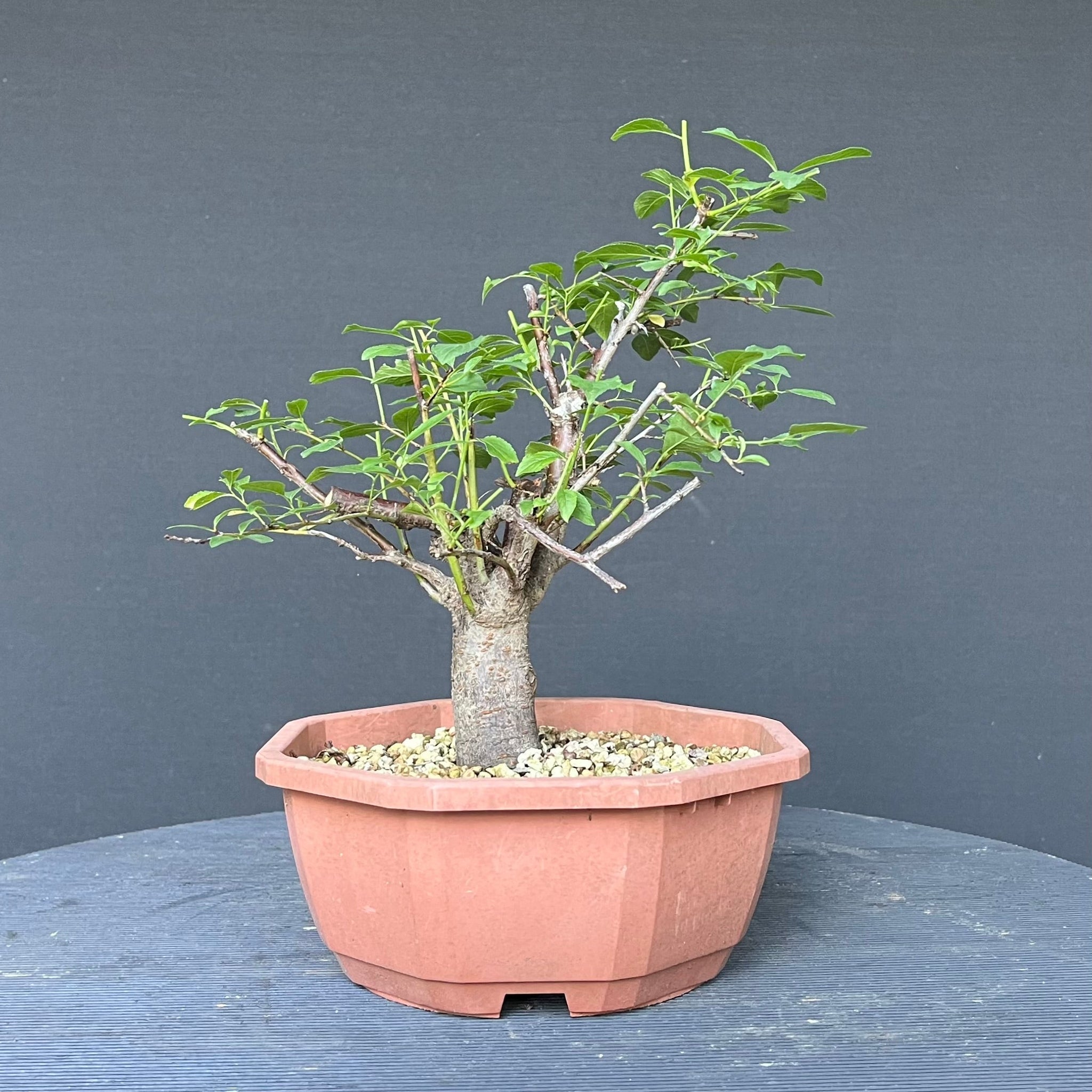 Rohmaterial/Yamadori - Laubbume  Bonsai Gilde