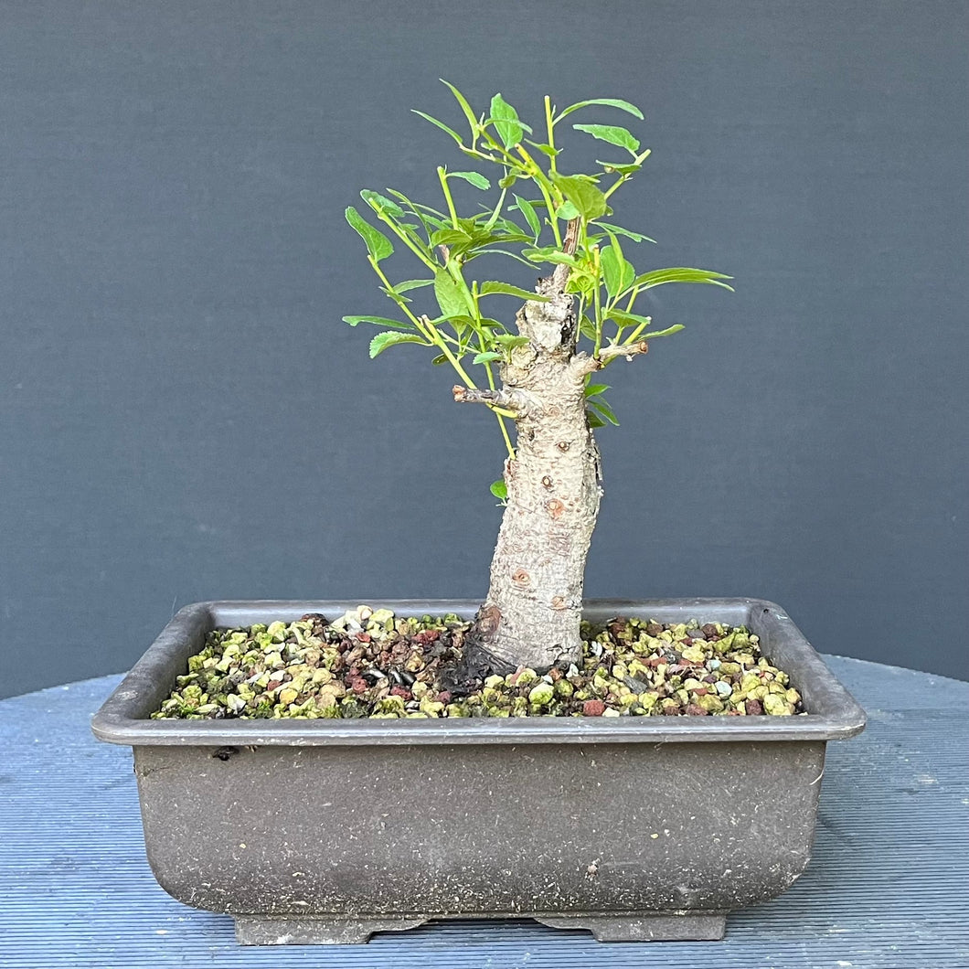 Bonsai Schlehe / Prunus spinosa