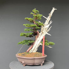 Lade das Bild in den Galerie-Viewer, Europäische Eibe / Taxus baccata
