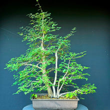 Lade das Bild in den Galerie-Viewer, Ulme / Ulmus minor

