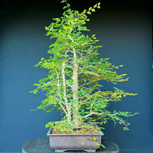 Lade das Bild in den Galerie-Viewer, Ulme / Ulmus minor

