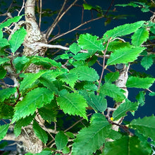 Lade das Bild in den Galerie-Viewer, Ulme / Ulmus minor
