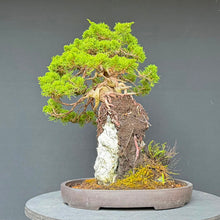 Lade das Bild in den Galerie-Viewer, Itoigawa-Wacholder auf Felsen / Juniperus chinensis itoigawa

