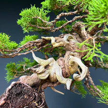 Lade das Bild in den Galerie-Viewer, Itoigawa-Wacholder auf Felsen / Juniperus chinensis itoigawa
