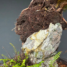 Lade das Bild in den Galerie-Viewer, Itoigawa-Wacholder auf Felsen / Juniperus chinensis itoigawa
