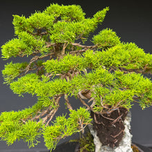 Lade das Bild in den Galerie-Viewer, Itoigawa-Wacholder auf Felsen / Juniperus chinensis itoigawa
