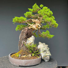 Lade das Bild in den Galerie-Viewer, Itoigawa-Wacholder auf Felsen / Juniperus chinensis itoigawa
