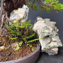 Lade das Bild in den Galerie-Viewer, Itoigawa-Wacholder auf Felsen / Juniperus chinensis itoigawa
