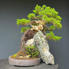 Lade das Bild in den Galerie-Viewer, Itoigawa-Wacholder auf Felsen / Juniperus chinensis itoigawa

