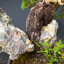 Lade das Bild in den Galerie-Viewer, Itoigawa-Wacholder auf Felsen / Juniperus chinensis itoigawa
