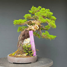 Lade das Bild in den Galerie-Viewer, Itoigawa-Wacholder auf Felsen / Juniperus chinensis itoigawa
