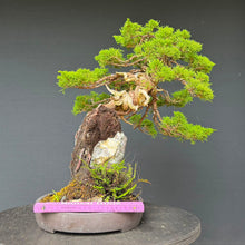 Lade das Bild in den Galerie-Viewer, Itoigawa-Wacholder auf Felsen / Juniperus chinensis itoigawa
