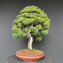 Lade das Bild in den Galerie-Viewer, Wacholder / Juniperus Chinensis Itoigawa
