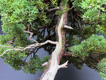 Lade das Bild in den Galerie-Viewer, Wacholder / Juniperus Chinensis Itoigawa
