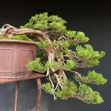Lade das Bild in den Galerie-Viewer, Wacholder sabina / Juniperus sabina
