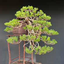 Lade das Bild in den Galerie-Viewer, Wacholder sabina / Juniperus sabina
