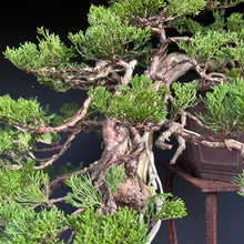 Lade das Bild in den Galerie-Viewer, Wacholder sabina / Juniperus sabina
