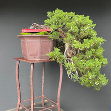 Lade das Bild in den Galerie-Viewer, Wacholder sabina / Juniperus sabina
